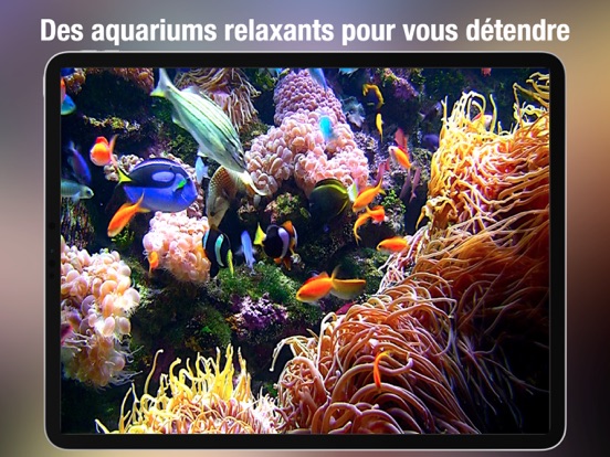 Screenshot #5 pour Aquarium Live HD +