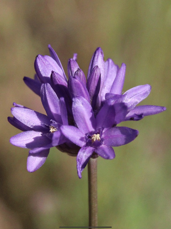 Screenshot #6 pour Musique de Guérison Pranique