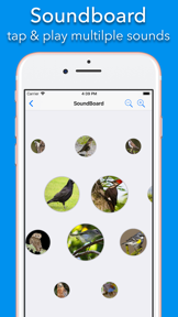 200+ Sounds of Birds screenshot