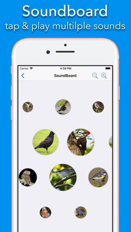 200+ Sounds of Birds
