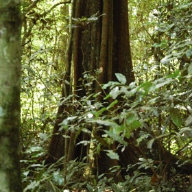 螢幕擷取畫面 (3) Uganda Trees