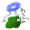 JENADO-is a beautiful morning glory iMessage sticker