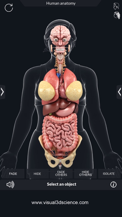 My Organs Anatomy
