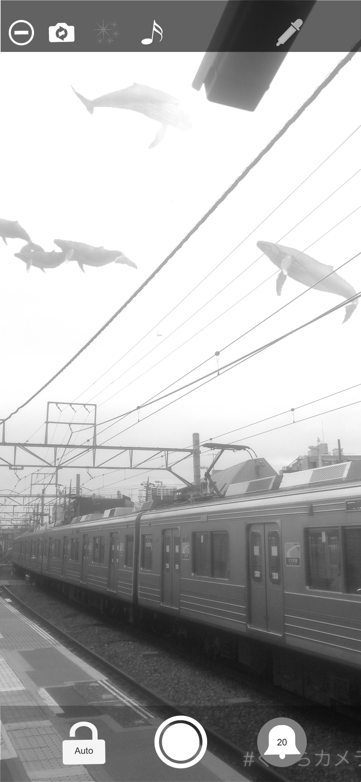 Whale Camera