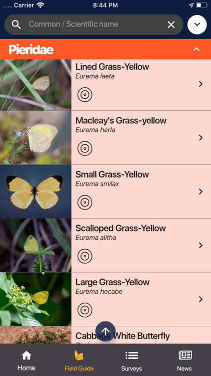 Butterflies Australia