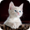 App Icon for Find a Cat! App in Malaysia IOS App Store