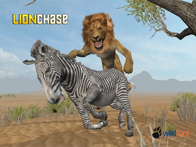 lion chasing zebra