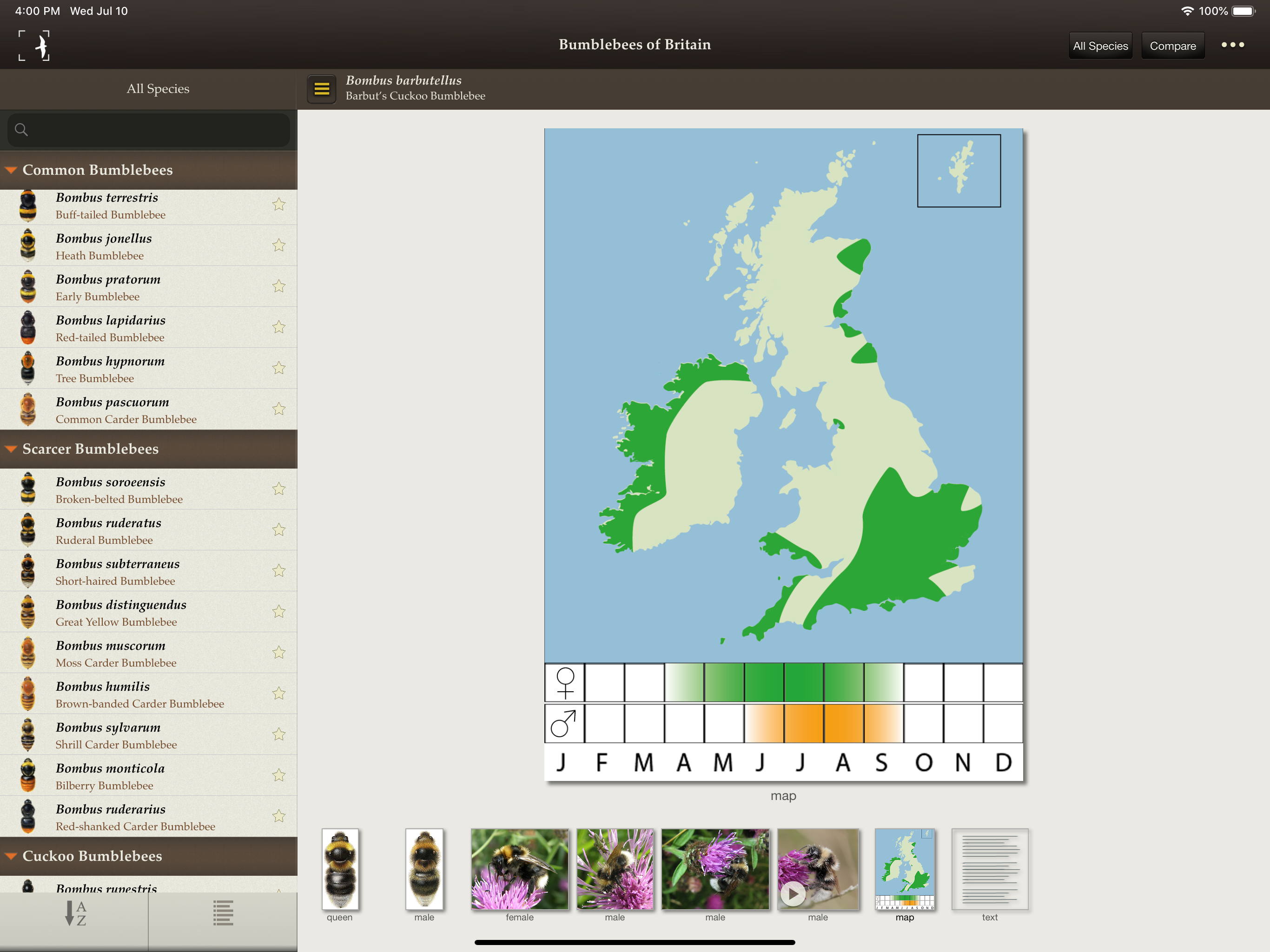 British & Irish Bumblebees