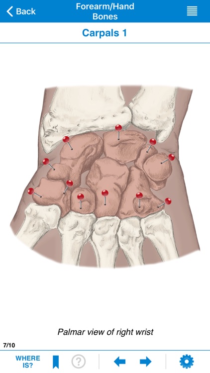AMTA Massage Anatomy Guide screenshot-4