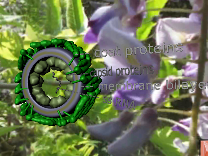 Bio Virus Structure in 3D