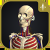 3D運動解剖学 teamLabBody-TEAMLABBODY.inc