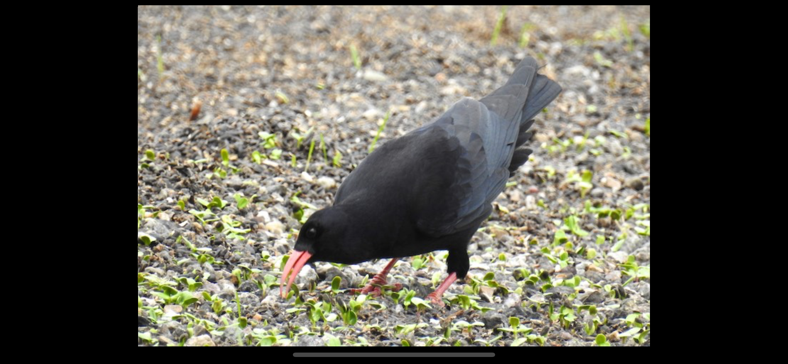 European Birds Names