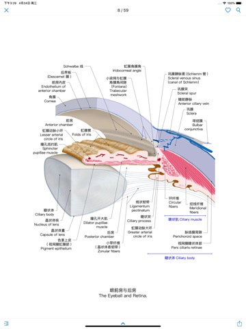 眼部解剖图谱-高清中英文标注图谱のおすすめ画像2