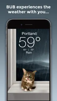 lil bub cat weather report problems & solutions and troubleshooting guide - 1