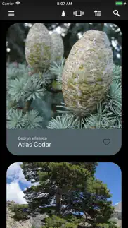 conifers iphone screenshot 1