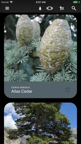 Game screenshot Conifers mod apk