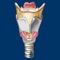 The Larynx ID app helps students and patients learn and professionals teach normal larynx structure