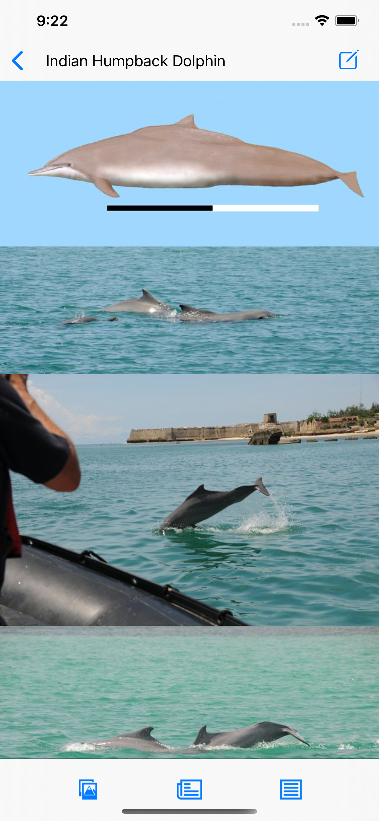 Dolphins and Whales screenshot 3