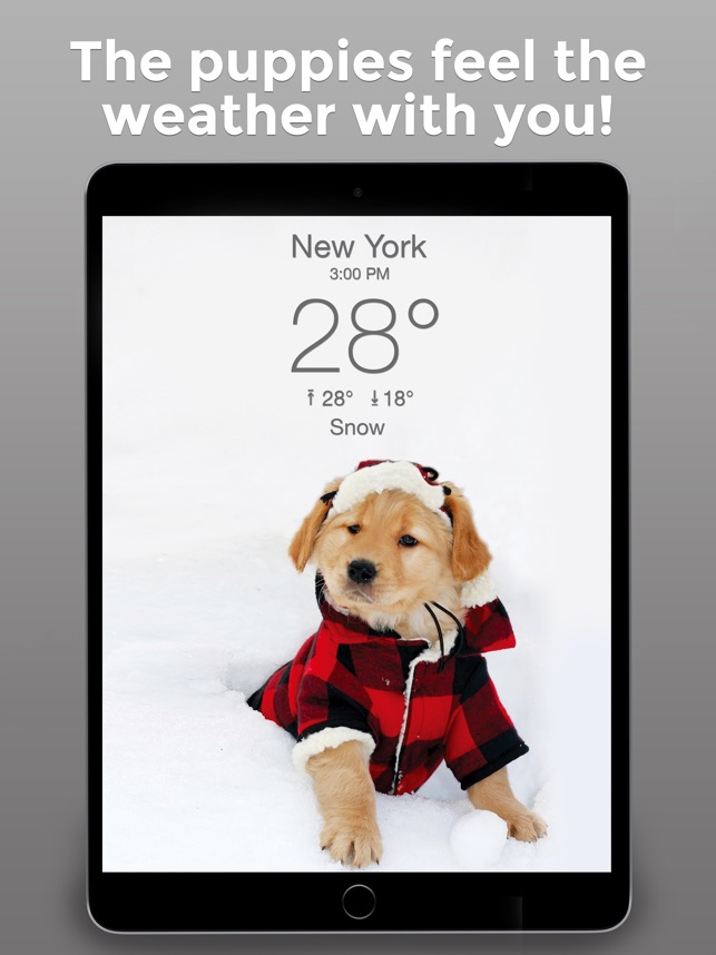 What Happened To Radar The Weather Dog