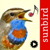 Bird Song Id UK icon