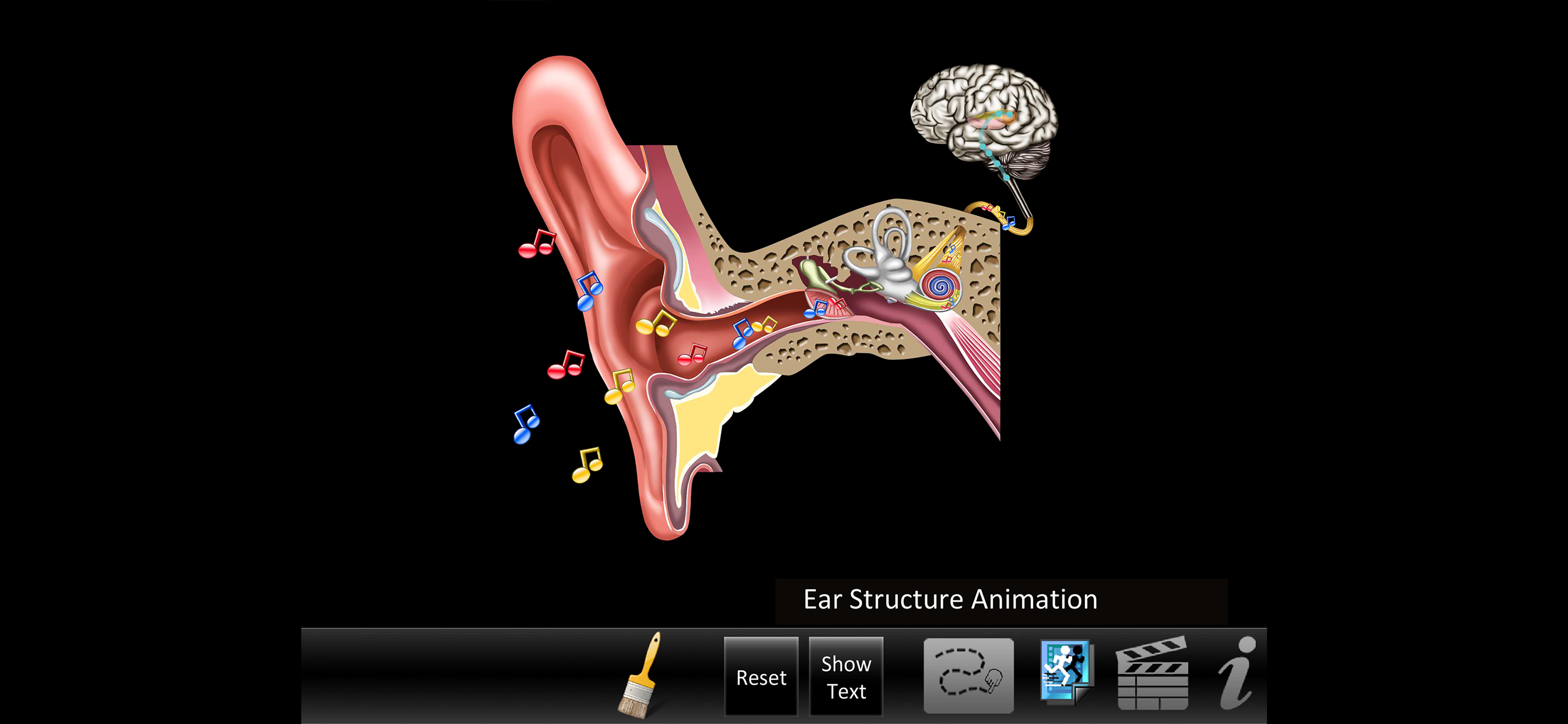 Ear ID