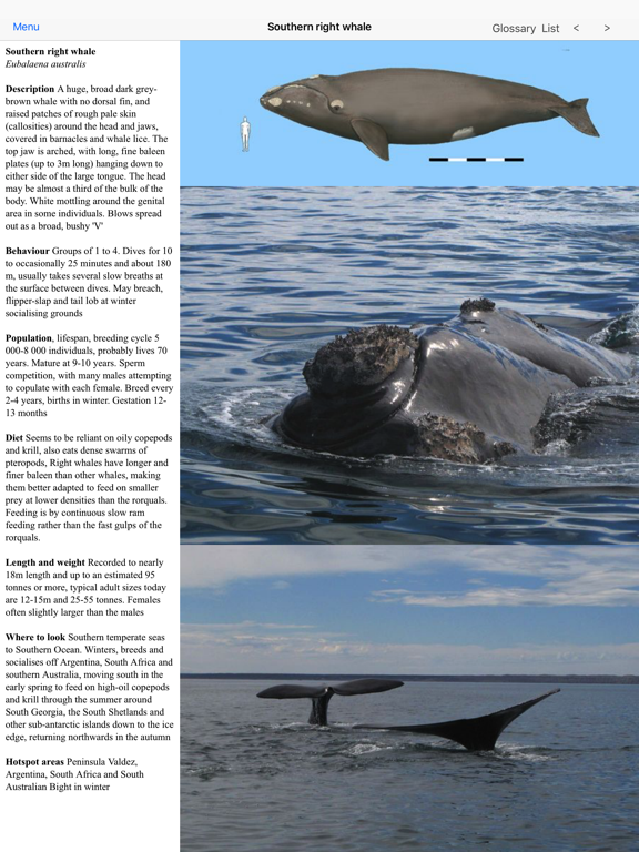 Screenshot #5 pour Dolphins and Whales