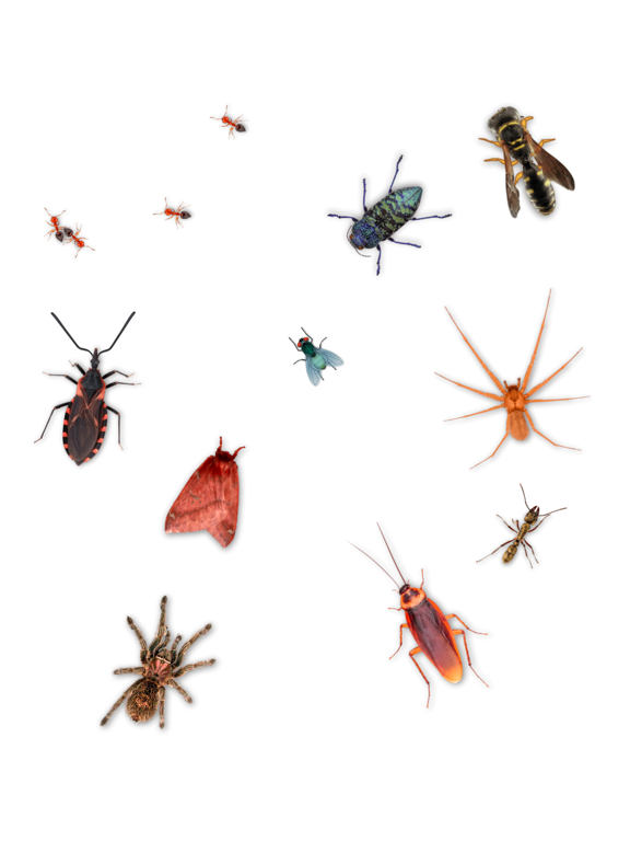 Screenshot #5 pour Creepy Crawly