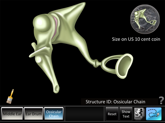 Screenshot #5 pour Middle Ear ID