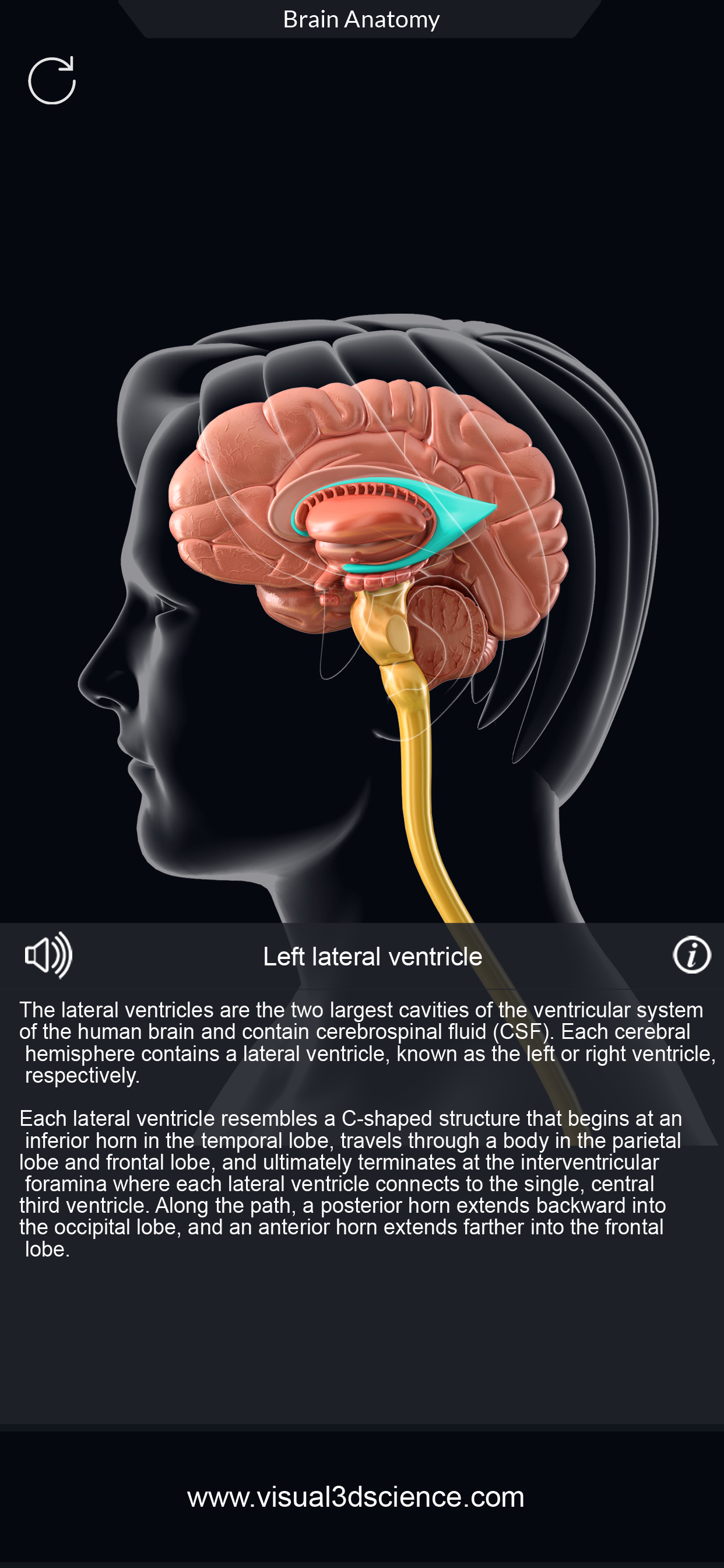 My Brain Anatomy