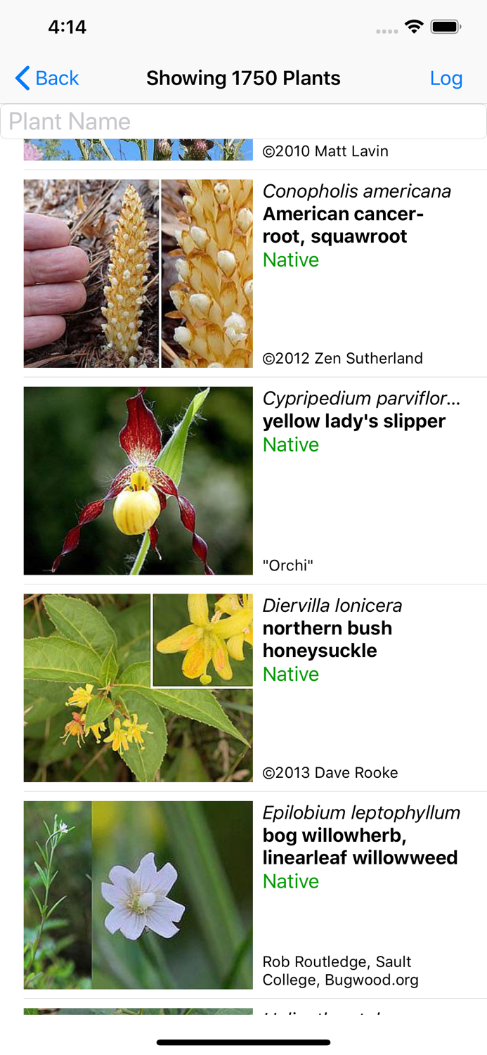 Michigan Wildflowers