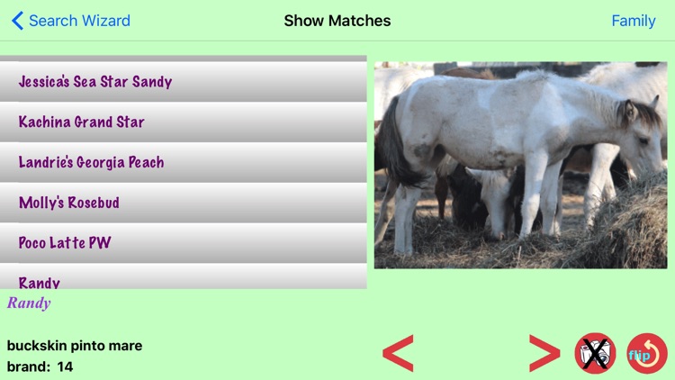 Chincoteague Pony Names screenshot-3
