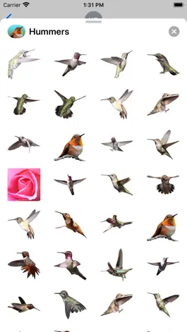 Game screenshot Hummingbird Sticker Pack mod apk