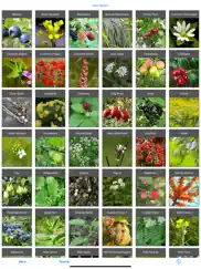 forage - wild free food ipad capturas de pantalla 1