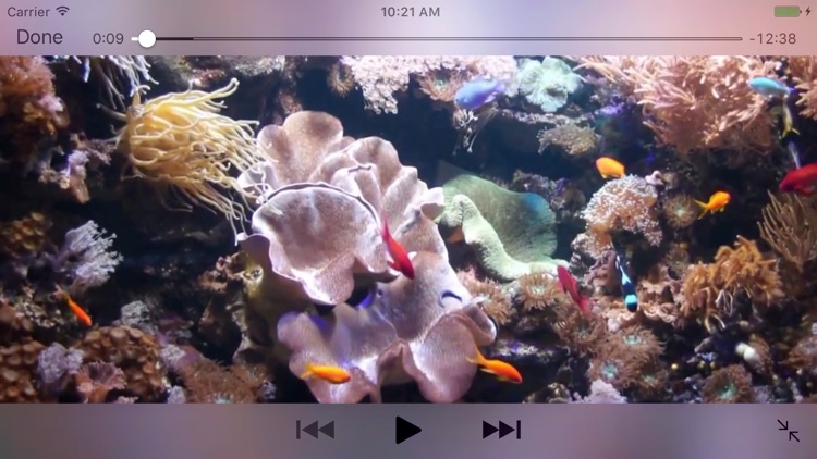 Aquarium Videos