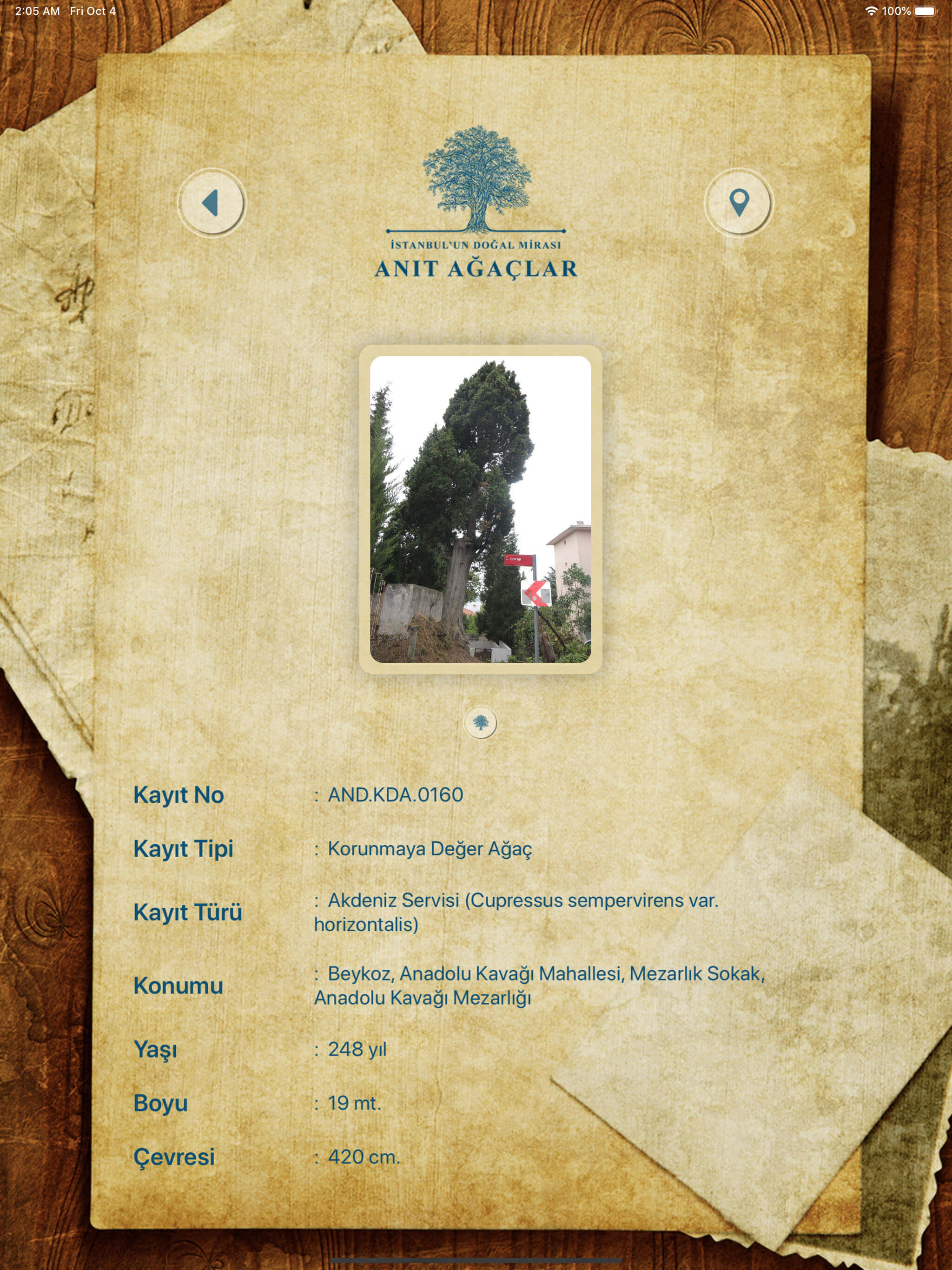 Anıt Ağaçlar - Anadolu