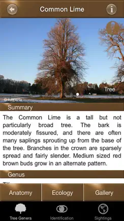 Winter Tree Id - British Isles iPhone image 3