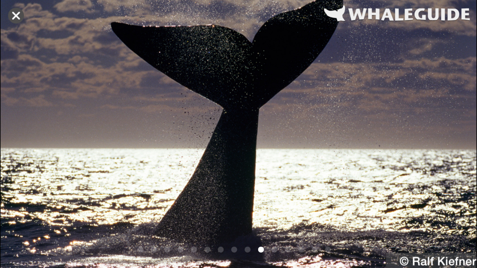 #5. WhaleGuide for iPhone (iOS) بواسطة: Ralf Kiefner