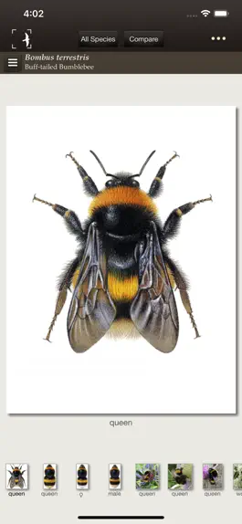 Game screenshot British & Irish Bumblebees mod apk