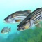 Fish Activity Indicators