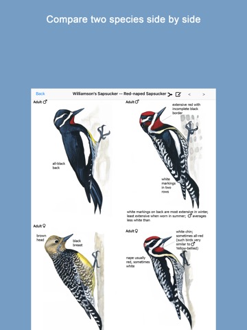 Sibley Birds 2nd Editionのおすすめ画像2