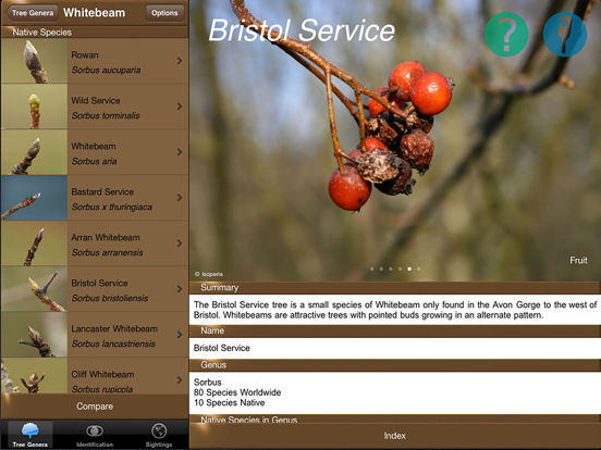 Screenshot #5 pour Winter Tree Id - British Isles