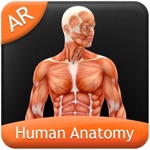 Human Anatomy - Muscular