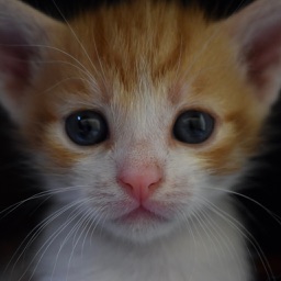 Cat & Kitten Wallpapers - meow