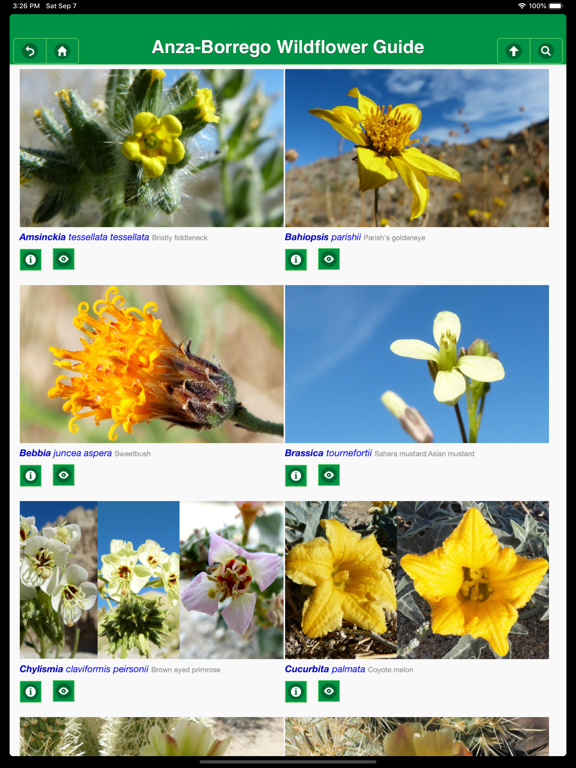 Anza-Borrego Wildflower Guide iPad screenshot 4 - Education app
