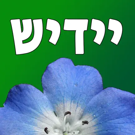 Yiddish Quiz Now Читы
