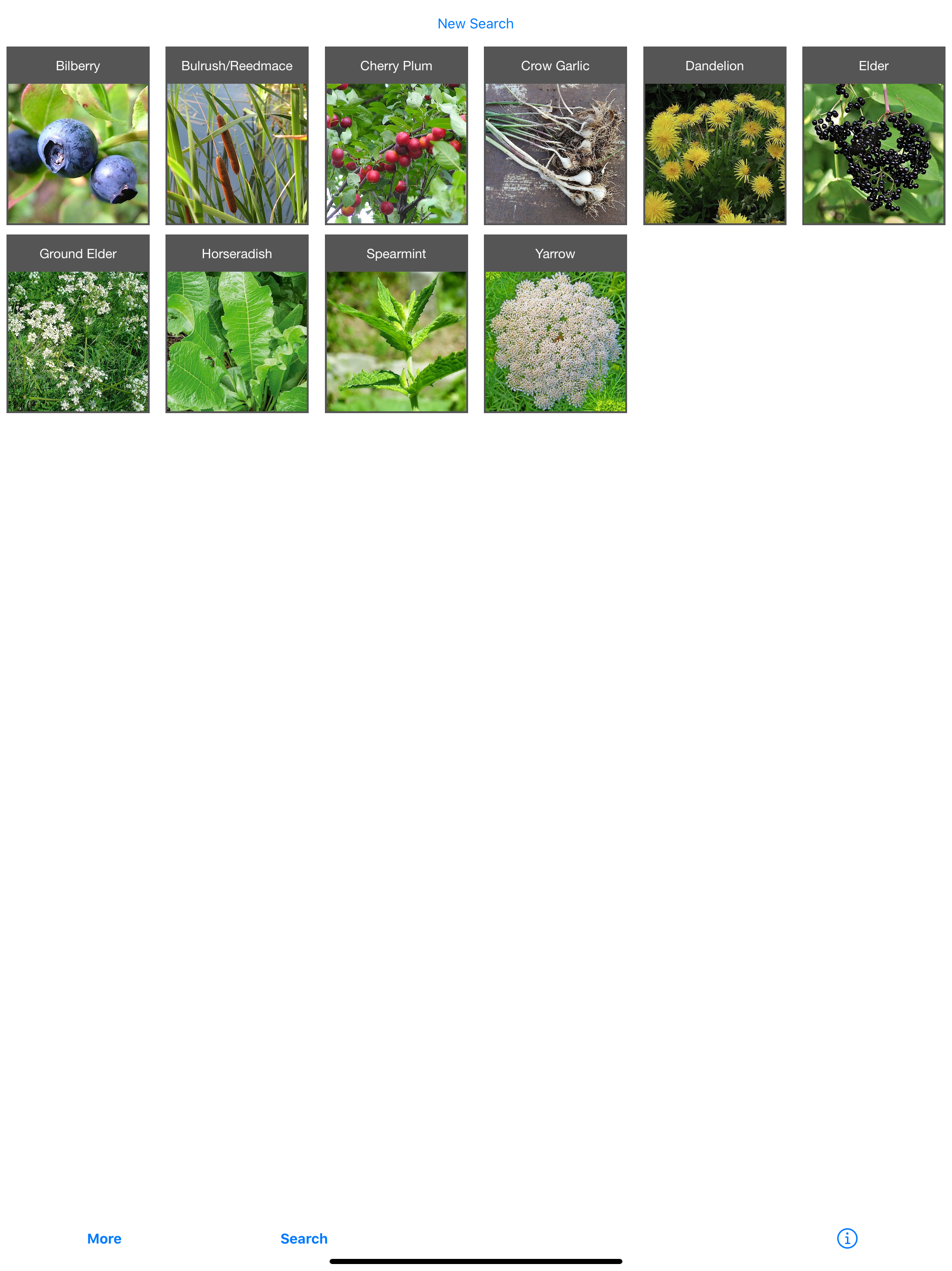 Forage - Wild Free Food