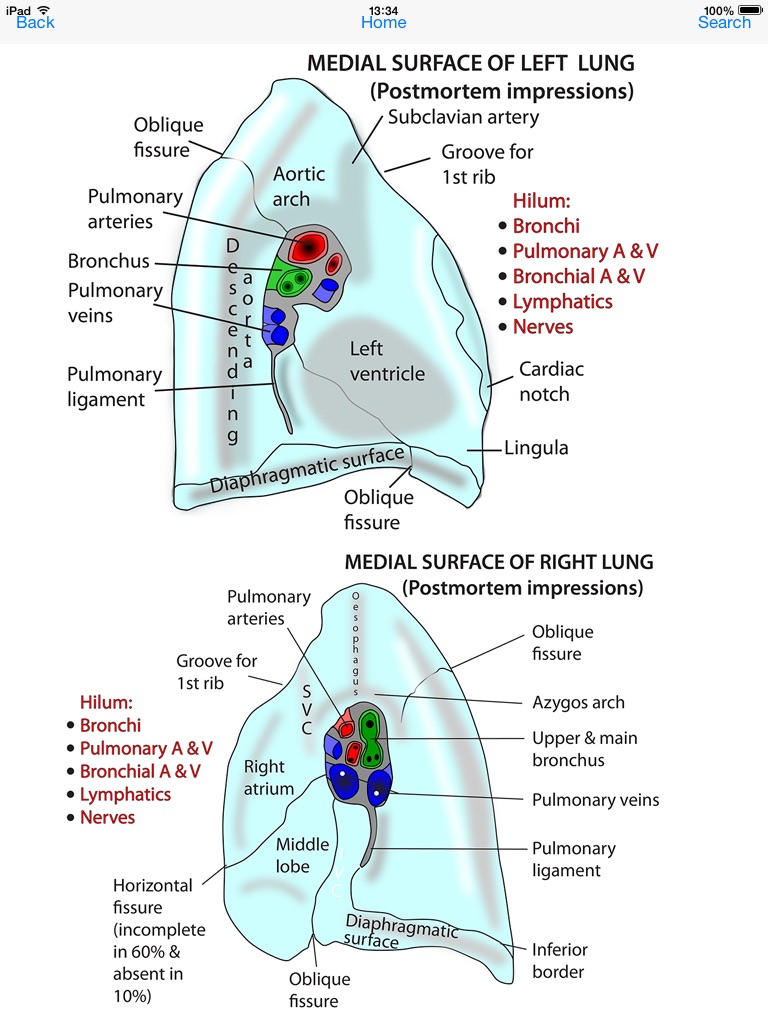 Instant Anatomy Flash Cards at App Store downloads and cost estimates