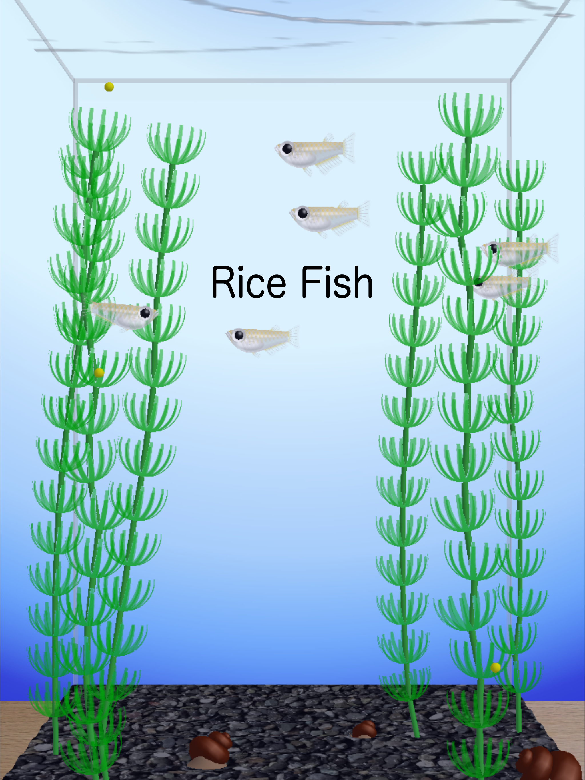 Rice Fish