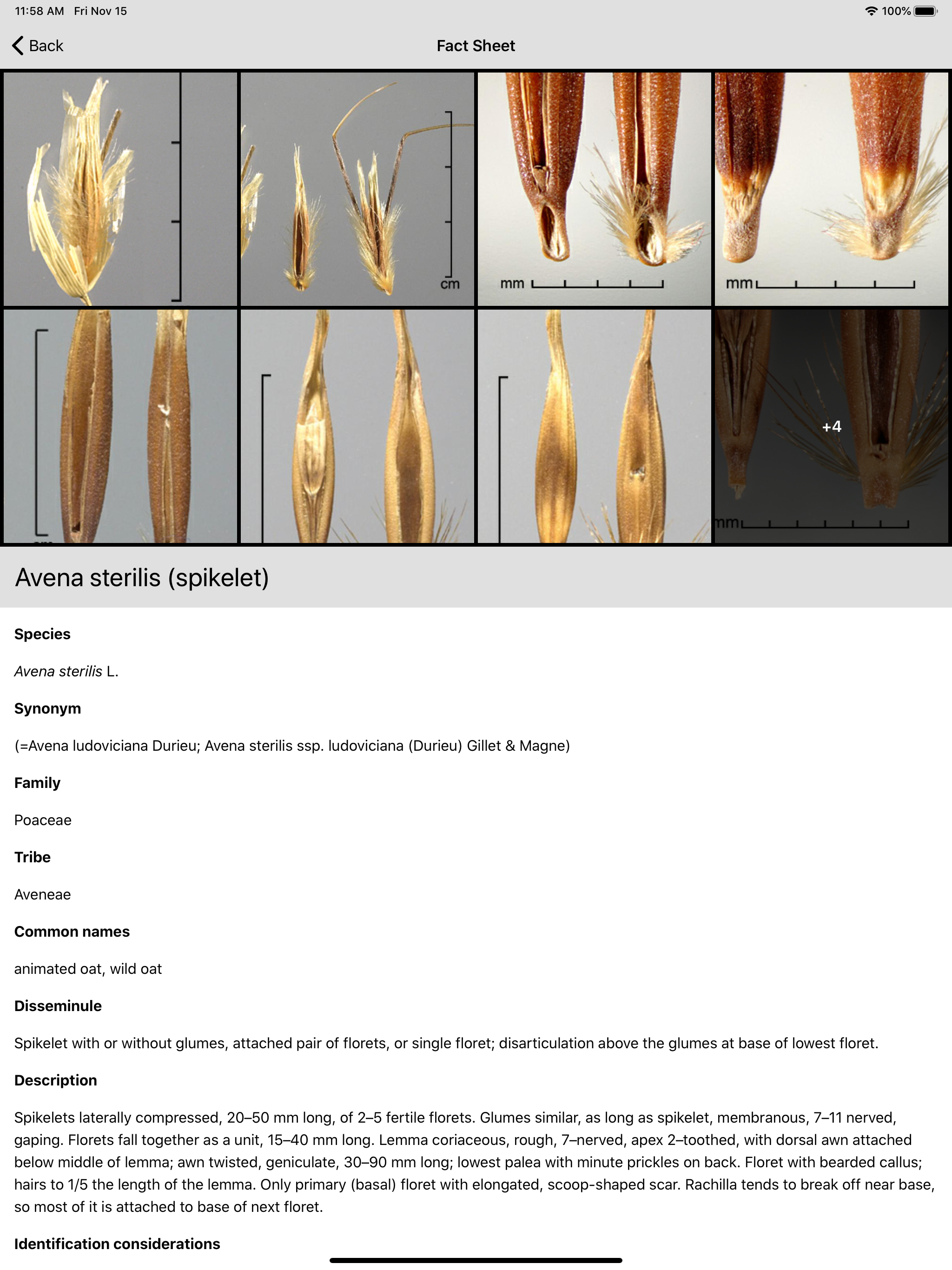 Federal Noxious Weeds Key