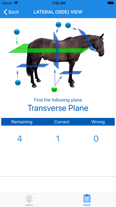 Equine Anatomy Learning Aid Screenshot